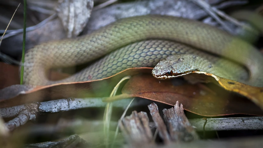 White lipped snake